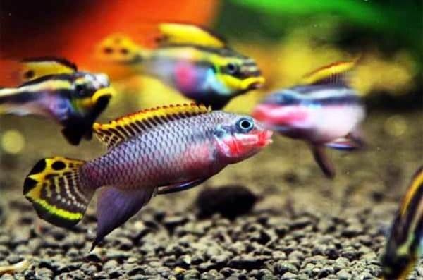 Пельвикахромис пульхер инкубатор