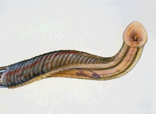 Фото: трихинелла