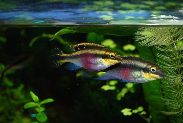 Пельвикахромис пульхер особенности содержания