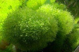 Плавающая риччия