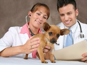 энтеропатия у собак