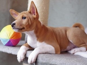 порода собак басенджи фото