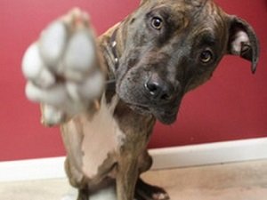 пододерматит у собак лечение в домашних условиях