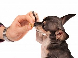 чем кормить чихуахуа в 2 месяца