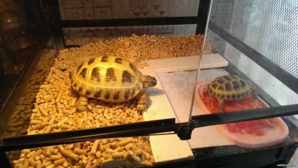 Террариумы для сухопутных черепашек