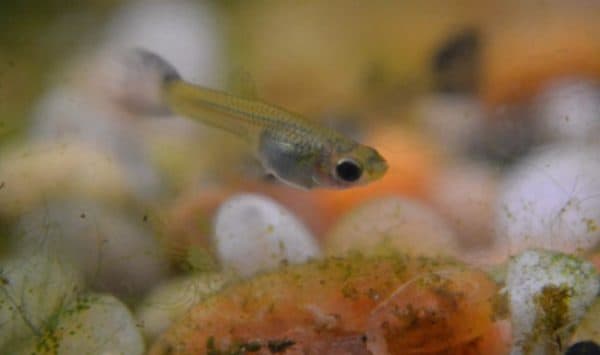 Мальки гуппи