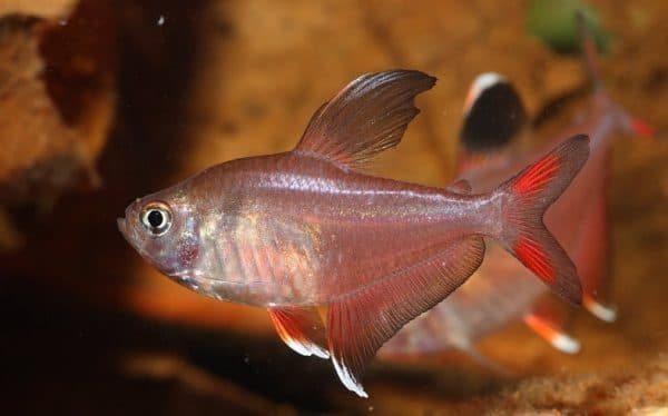 Фантом обыкновенный