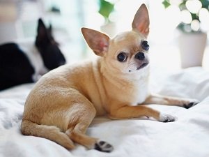 кобель чихуахуа для вязки
