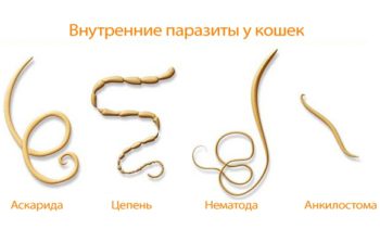 Как вылечить домашних кошек от глистов?