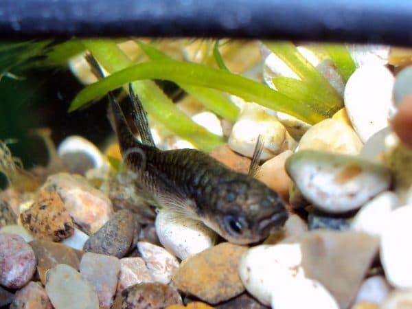 Рыбка лежит на дне