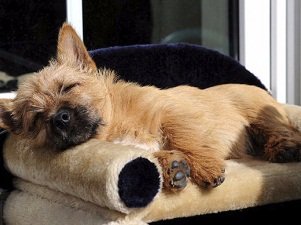 норвич терьер питомник