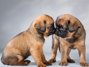 пти брабансон купить