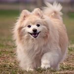 Померанский шпиц: особенности породы