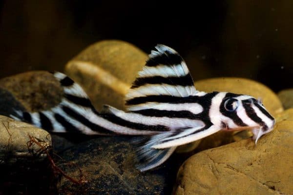 Гипанциструс зебра