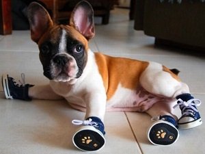 размер обуви для собак таблица