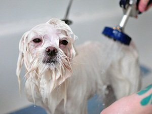 мальтийская болонка мини