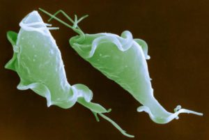 Трихомонады