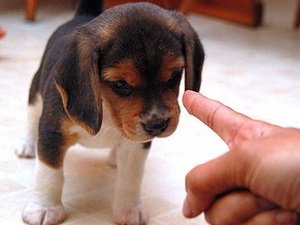 как отучить взрослую собаку гадить дома