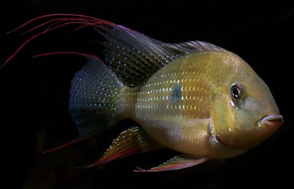 Геофагусы фото