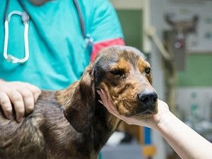 панкреатит у собаки симптомы