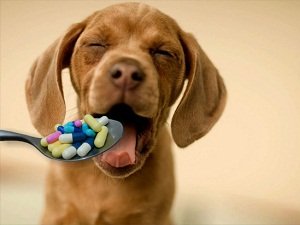 подкожный клещ у собак лечение