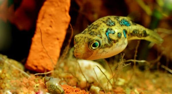 Тетрадон карликовый рыбка