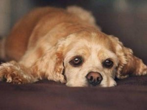 холецистит у собак симптомы