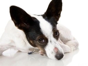 микроспория и трихофития у собак