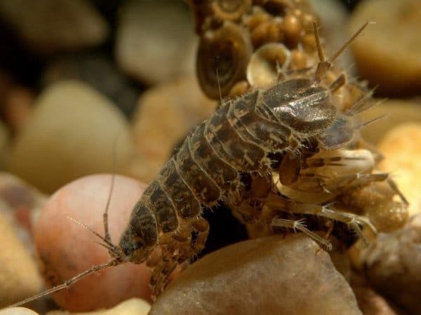 Водяной ослик читайте статью