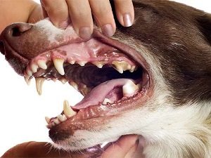 старая собака воспаление десен лечение