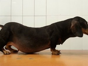 синдром кушинга симптомы у собак