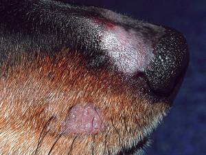 микроспория у собак фото