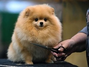 померанский шпиц фото карликовый