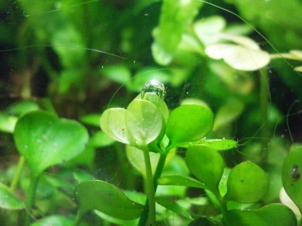 Марсилия в аквариуме читайте статью