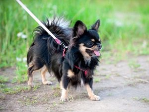 стрижка чихуахуа длинношерстного цена