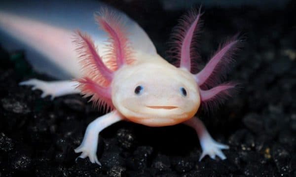 Аксолотль читайте статью