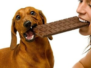 можно ли собакам сладкое