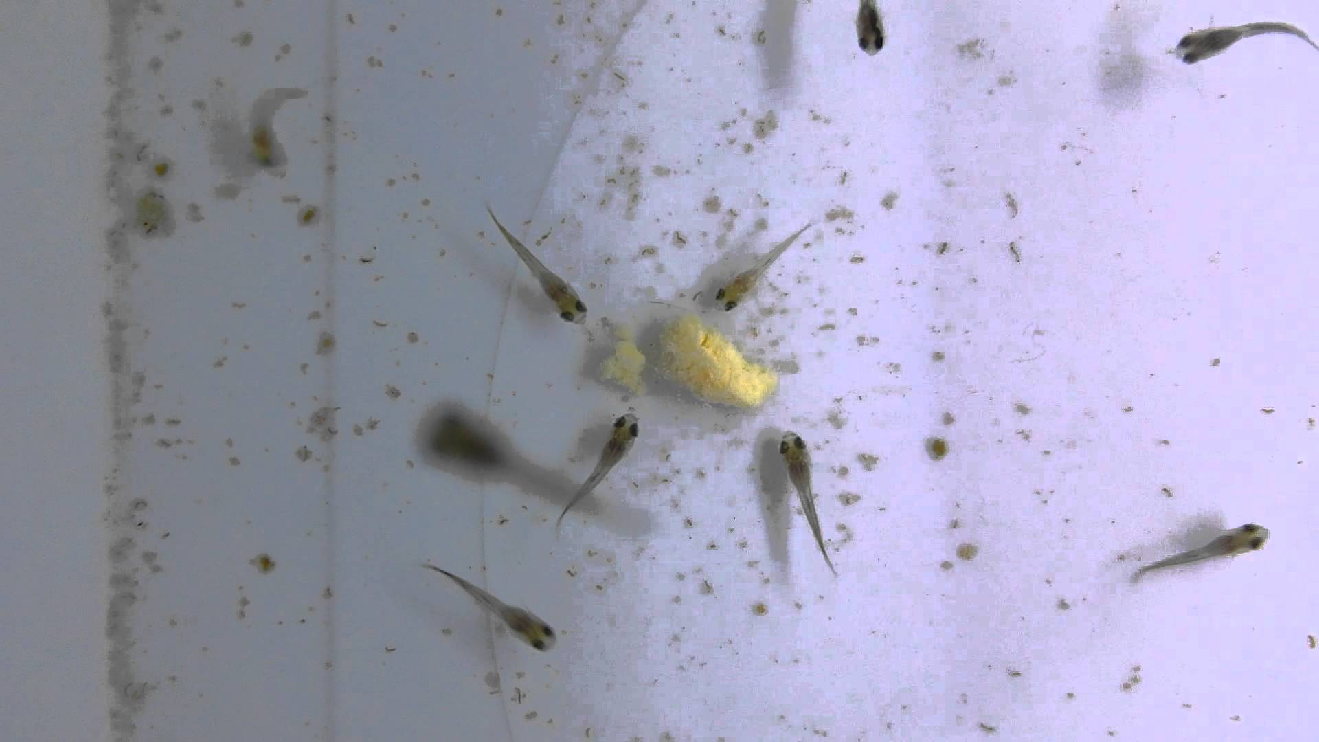 Яйцо для мальков гуппи