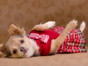 вязка собак чихуахуа