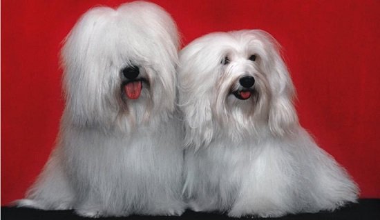 котон де тулеар купить