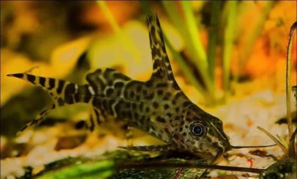 Синодонтис-перевертыш