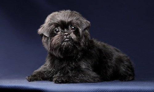 аффенпинчер купить