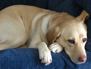 холецистит у собаки признаки