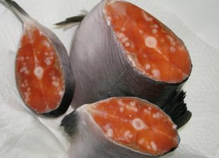 Фото: солитер в рыбе