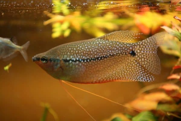 Как ухаживать за рыбами