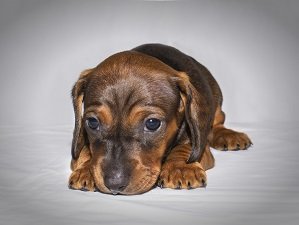 чем кормить щенка таксы