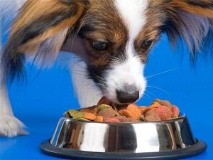 лучшие гипоаллергенные корма для собак