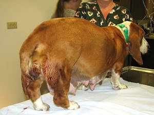 эндометрит у собаки симптомы