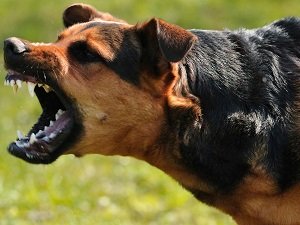 бешенство у собаки первые признаки