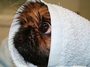 купить собаку пекинес